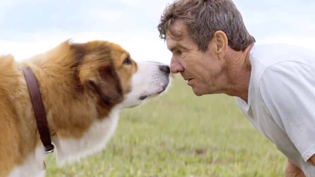 صورة رجل وكلب يتقابل وجهيهما عند الأنف